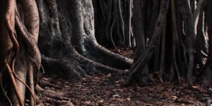 Roots
